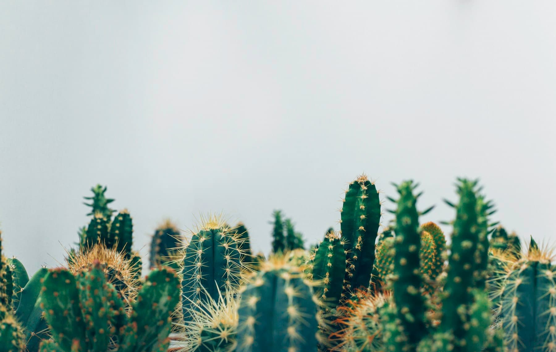 A broad collection of mature cacti arranged against a quiet pale backdrop