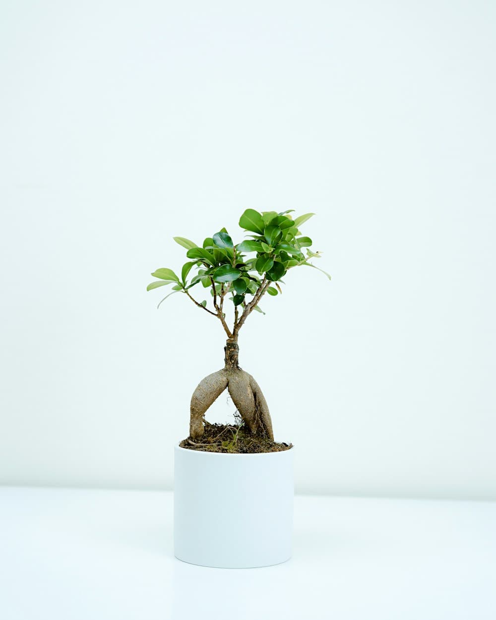 A carefully shaped bonsai tree in a ceramic planter