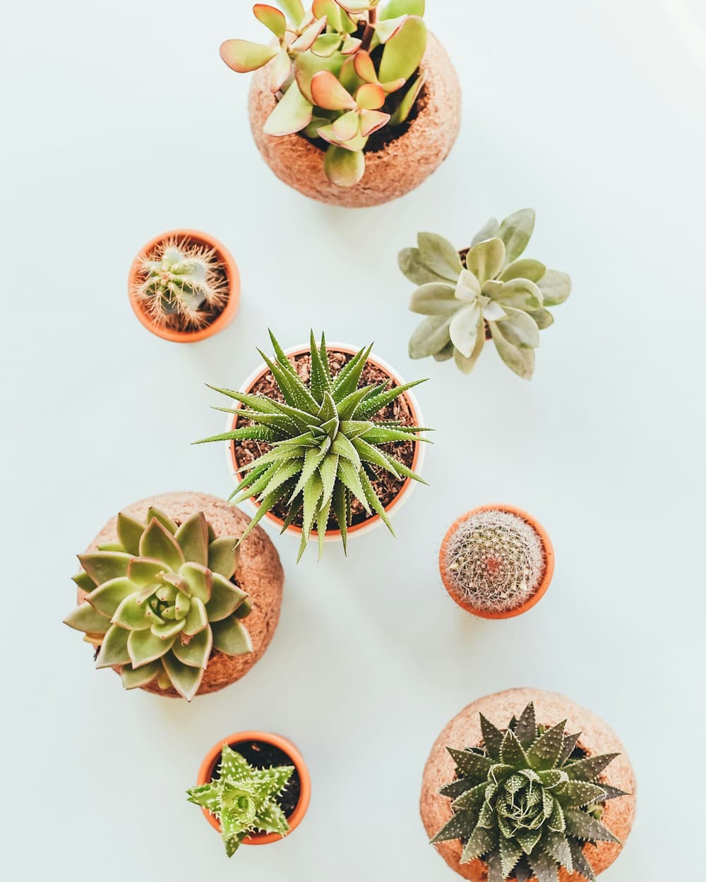 A grouped collection of sculptural succulents and seed-starting plants