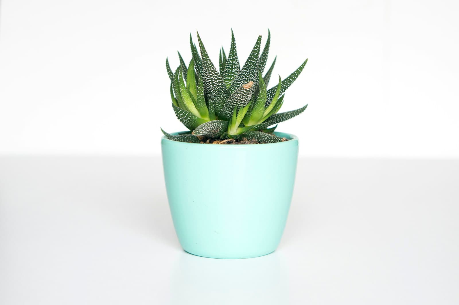 A curated botanical collection with layered foliage